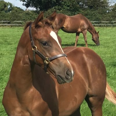 Kilbrack Stud Thoroughbred Breeding