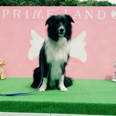 みっき るい るか そる Di Twitter 私のlineのアイコン あれなに ってたまに聞かれる オオサンショウウオです もふもふで抱き心地最高です 中や小もいます 大きさの目安にわんこ置いてみました ボーダーコリー オオサンショウウオ 京都水族館 みっき るい るか そる Di Twitter 私のlineのアイコン あれなに ってたまに聞かれる オオサンショウウオです もふもふで抱き心地最高です 中や小もいます 大きさの目安にわんこ置いてみました ボーダーコリー オオサンショウウオ 京都水族館