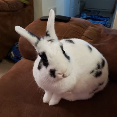 I'm Wendell and I am a well traveled bun! From HI➡AL ➡MA➡ MD➡🌈.  My mom moves a lot, so we have had plenty adventures! 7/16/15-6/15/23

And Moose! 10/31/19