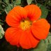 Natugardener ๐๐ท๐ก๐ณ๐ซ (@natugardener) Twitter profile photo Natugardener ๐๐ท๐ก๐ณ๐ซ (@natugardener) Twitter profile photo