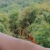 Borneo Wild Insects (@breed_tn) Twitter profile photo