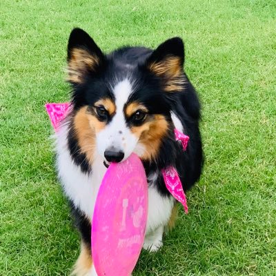 I am a energetic Auggie, which is part Corgi and Australian Shepard. Follow Me For Cuteness #SydneyTheCorgi