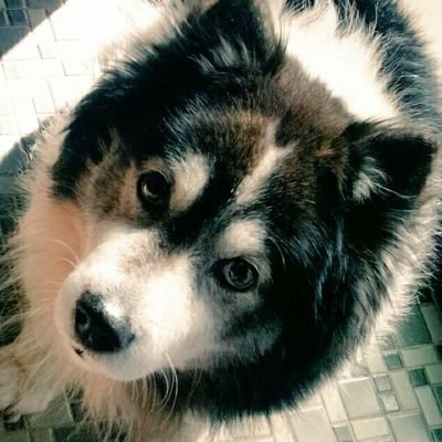 長い間(2017年8月から迷子)老犬マルを拡散していただきありがとうございました｡これからは迷子になってるコたちの拡散､リポストなど少しでもお手伝いができたらと思います｡みんなおウチに帰れますように🐶😺🦜🐰🐢