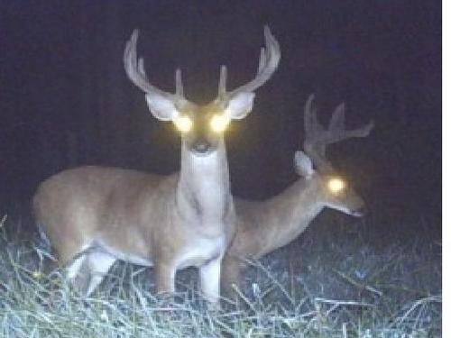 Just a buck living in a hunters world.  I like hot does, hot scrapes, and cool water!