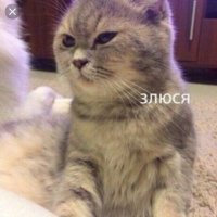 золотко (@amrmrrr) 's Twitter Profile