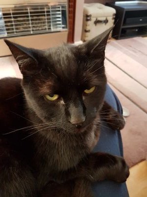 Dennisthecat9's profile picture. Sir Dennis 'the black cat' Berkamp. Bossing about humans, the stupid dog and any intruders into my garden!