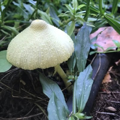 Kevin26532180's profile picture. I find four leaf clovers