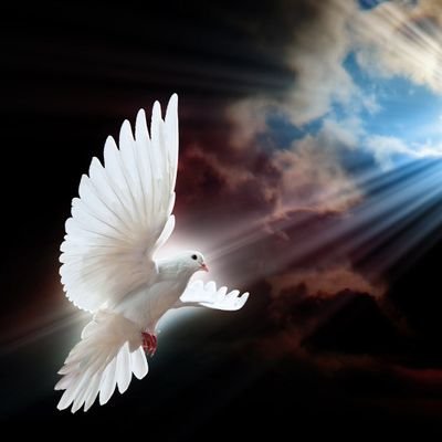 SlamHmam's profile picture. عرفت عصارة كل الهموم رضيعاوعانيتها امردا
وتجرعتهاوحسام السنين
 مشيباعلى مفرقي عربدا
ومن لم يجعل الله له نور
 فماله من نور