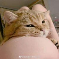 傻狍子 (@shapaozi666) 's Twitter Profile