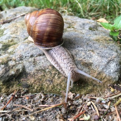 SEAN04711391's profile picture. Kocham Europę, nie kocham Unii Europejskiej. „Europa to Kościół katolicki” - Hilaire Belloc