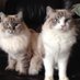 Karen Stapleton (@karenst09160629) Twitter profile photo Karen Stapleton (@karenst09160629) Twitter profile photo