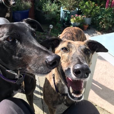 Ruled by two gorgeous greyhounds. Survived teaching and now make planters, bird tables and bird boxes DM me with requests. Love cooking and sharing recipes.