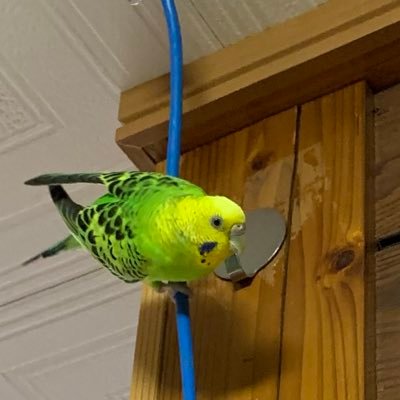 shiro_sky112's profile picture. 