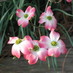 Drturfdirt (@drturfdirt) Twitter profile photo