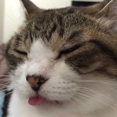 みーちゃん 猫パワプラー Miichanpawa Twitter