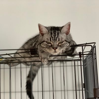 zLqCZClGwebCt7I's profile picture. アメショーの凛・雑種のレオとハル🐱💗 レオとハルは兄弟です💕🐾