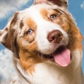 doggydogdoggo's profile picture. I killed swiftpaw and lostface’s depth perception. 💗💗 @_Warro_ 💗💗