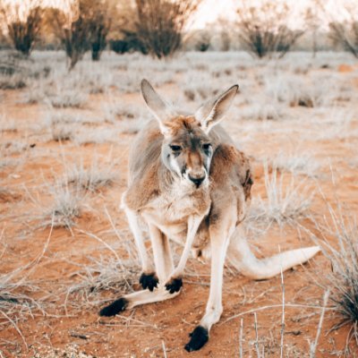 Tourism Central Australia's official Twitter! We are tweeters of travel inspiration and holiday tips and deals in the #RedCentreNT

Connect with us!