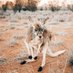 Visit Central Aus (@visitcentralaus) Twitter profile photo Visit Central Aus (@visitcentralaus) Twitter profile photo