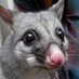 Edna's Possum (@EdnaPossum) Twitter profile photo