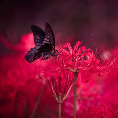 kz_kapi_87's profile picture. 成人済み♂、PSO2 ship4、ソシャゲ(グラブル、FGO、その他諸々)、音ゲー(ウニ、マイ、ボル)、アニメ、ラノベ、レイヤーさんが好きです。新しく垢作り直しました。脚フェチ、雑食 無言フォロー失礼します