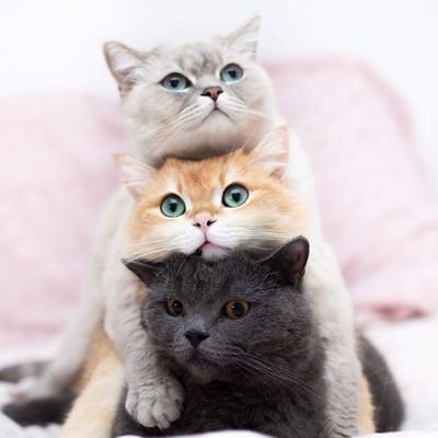 yaoshang123's profile picture. 闲人