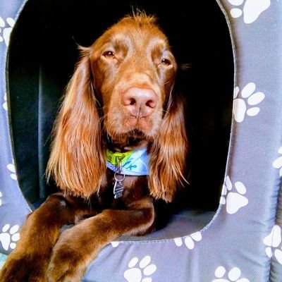 Woodward_janny's profile picture. Positive energy. 
Raising awareness of animal cruelty around the world. 
Sharing the joy and privilege it is to have animals in our lives 🙏🏻