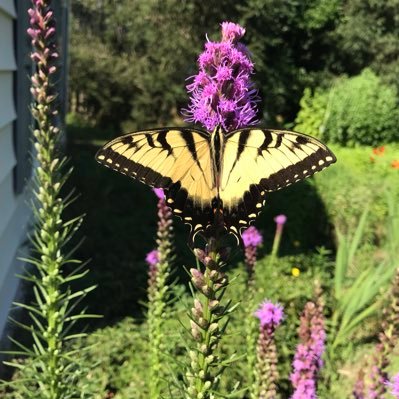 agardenforus's profile picture. Growing a flower garden one bloom at a time. Lots of native plants for the wildlife. Follow me on Instagram @yaygarden