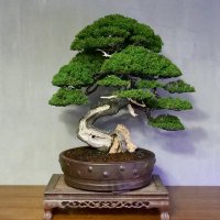 How to Bonsai (@bonsaihow) 's Twitter Profile