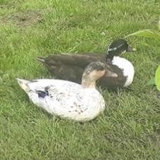 Quack quack! We are Fletch and Hill, the resident guard ducks at Higher Ground Allendale. We love eating slugs, quacking and hollering, and listening to Drake.
