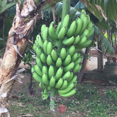 rifan89642372's profile picture. 2020.3末に急性骨髄性白血病と診断され、台湾で治療を開始。息子にドナーになってもらい、 2021.1.12-13にハプロ移植を受けました。病気と闘っている人、一緒に頑張りたい！無言フォロー失礼します。