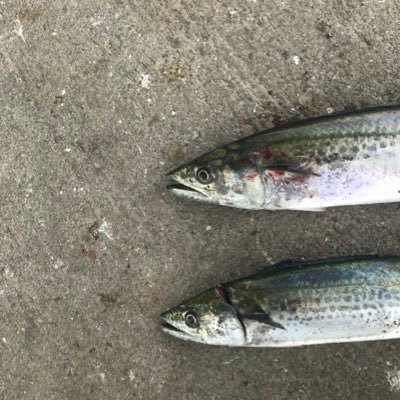 スノボー、ダーツ、ちょっとスケボー… 
今は釣りだけの趣味🎣 よろしく！