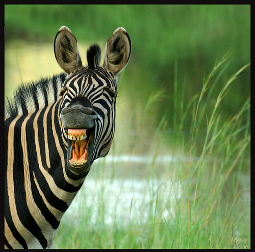 HumorTwitts's profile picture. 