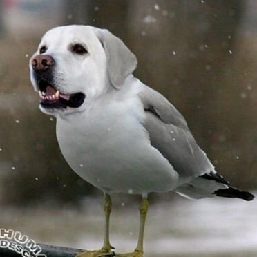 gZ8V1DOUXUcsDTC's profile picture. 구라도 정도껏!