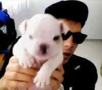 Somos um FC pra qm eh uma Dimbinhete de verdade!Poois amamos demais o cachorrinho mais lindo do mundo, o mais novo integrante da FNX: ø Dimbinha! FC dsd :06/08