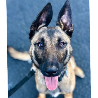 Hi, I’m Penny! I’m a Belgian Malinois, my parents are @mikemuscutt and @muscuttrachel and I’m told I have a TON of Aunts/Uncles called #LivePDNation 🤗 🖤💙🖤