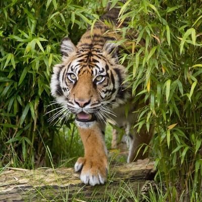 JungleHeart108's profile picture. Transform the energy. Plant seeds, harvest the fruits along the way, finish the harvest, save seeds, begin again...