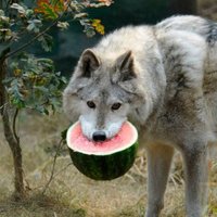 Megalordsalmon (@megalordsalmon) 's Twitter Profile