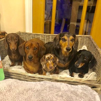 5 little dachshunds who cause havoc, keep our family on there toes at all times while looking super cute as standard