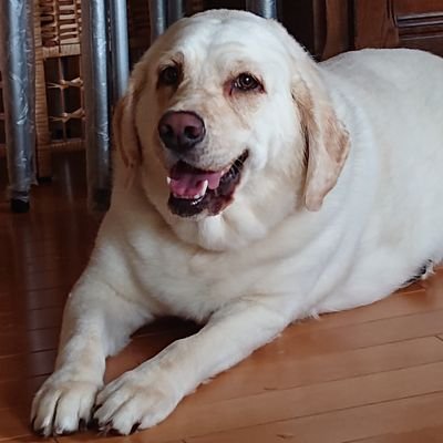 suyan32jp1's profile picture. 