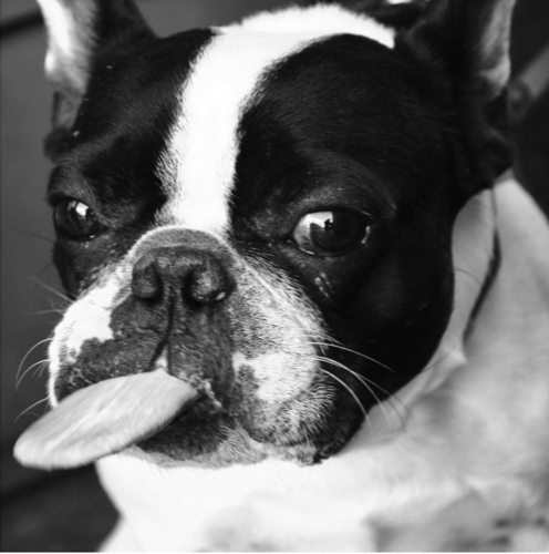 写真家。犬とストリート・スナップが得意分野。ビルマ生まれ、カナダ、イギリス、東京育ち。 ・blog『写像的空間』 https://t.co/7DmDjcoPcg ・FB https://t.co/bc1PfN0AQ4・ND2studio フォトグラファー https://t.co/Xm5qNlXzNO