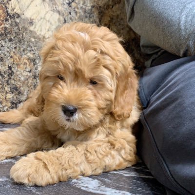 Mini Goldendoodle