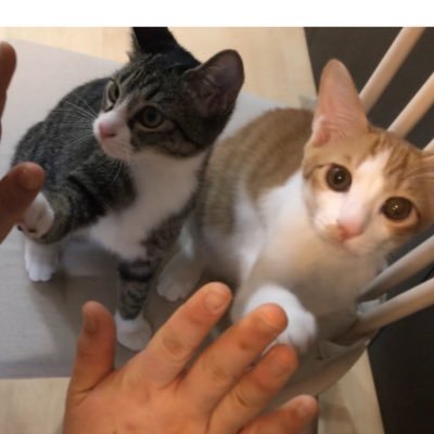 ノワとシェル あざらし W っ 3 あざらし あざらしさん 蹴りぐるみ 手作り ハンドメイド クッション にゃんこ すやすや おやすみ 猫好きさんと繋がりたい 肉球 ノワとシェル あざらし W っ 3 あざらし あざらしさん 蹴りぐるみ 手作り ハンドメイド クッション にゃんこ すやすや おやすみ 猫好きさんと繋がりたい 肉球