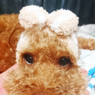 ぽぽんぽぽん P おまんじゅう 中身はからあげ Toypoodle 犬好きな人と繋がりたい トイプードル いぬのいる暮らし