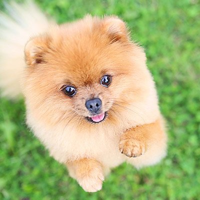 癒しわんこ動画 Niboshi Kunn Twitter