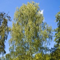 Birch Tree Class (@misswathalllw) 's Twitter Profile Photo Birch Tree Class (@misswathalllw) 's Twitter Profile Photo