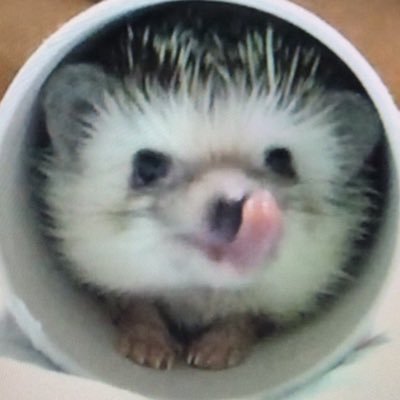 おれおれ🦔IdentityVさんのプロフィール画像