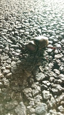 CepterR's profile picture. 自己紹介をする自分。を適当に書いておくが、貴様は「見るべきでは無かった。」と後悔する事だろう！m9(^Д^)ﾌﾟｷﾞｬｰ