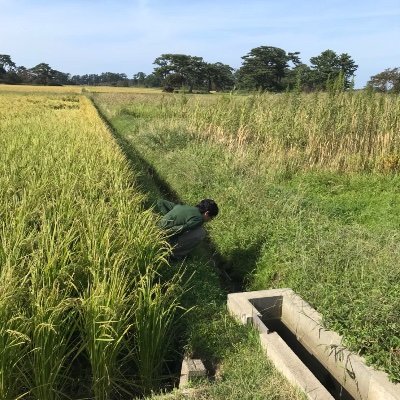 伊豆半島と伊豆諸島の生き物に着目した進化生態学的研究をしています。伊豆とカタツムリが好きです。