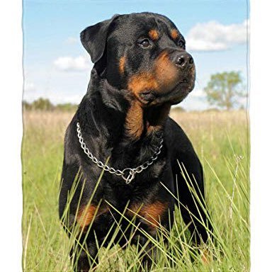 home of the Rottweiler.